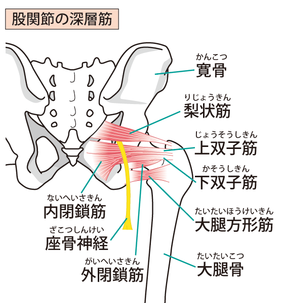 当院の変形性股関節症への対処法とは?