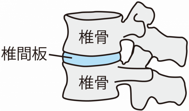 腰椎イラスト