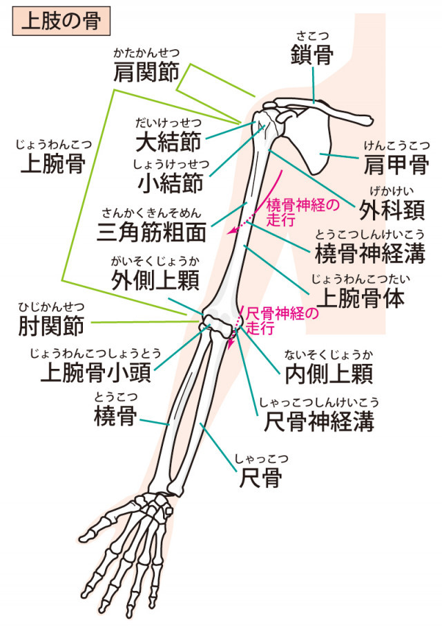 野球肘とは?